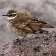 Chestnut-winged Cinclodes