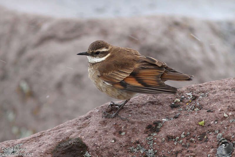 Chestnut-winged Cinclodes adult, identification