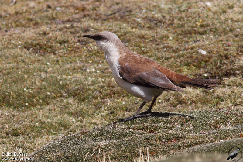 White-bellied Cinclodesadult, identification