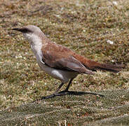 White-bellied Cinclodes