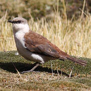 White-bellied Cinclodes