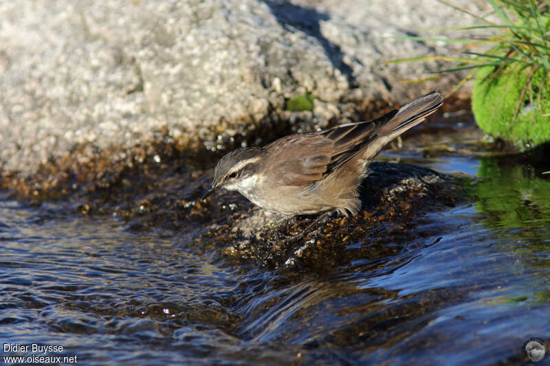 Olrog's Cinclodesadult, habitat, pigmentation, eats