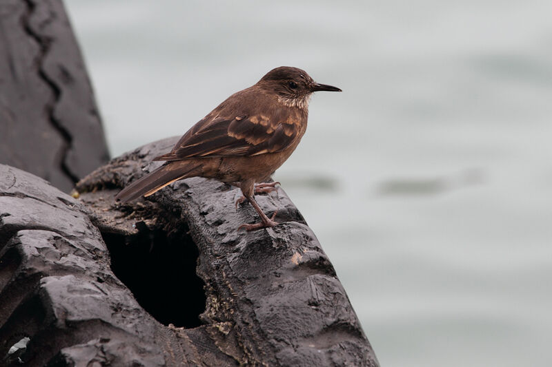 Peruvian Seaside Cinclodesadult, identification