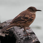 Peruvian Seaside Cinclodes