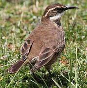 Stout-billed Cinclodes