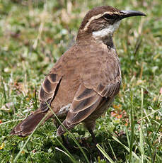 Cinclode du paramo