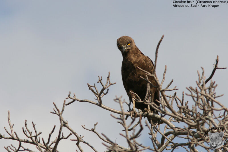 Brown Snake Eagleadult