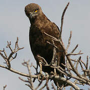 Brown Snake Eagle