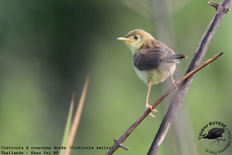 Golden-headed Cisticolaadult