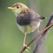 Golden-headed Cisticola