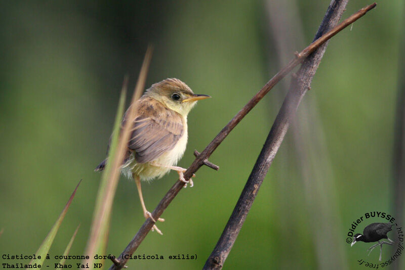 Golden-headed Cisticolaadult