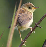 Golden-headed Cisticola