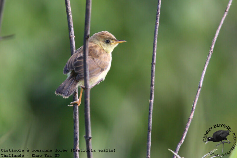 Golden-headed Cisticolaadult