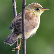 Golden-headed Cisticola