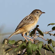 Zitting Cisticola