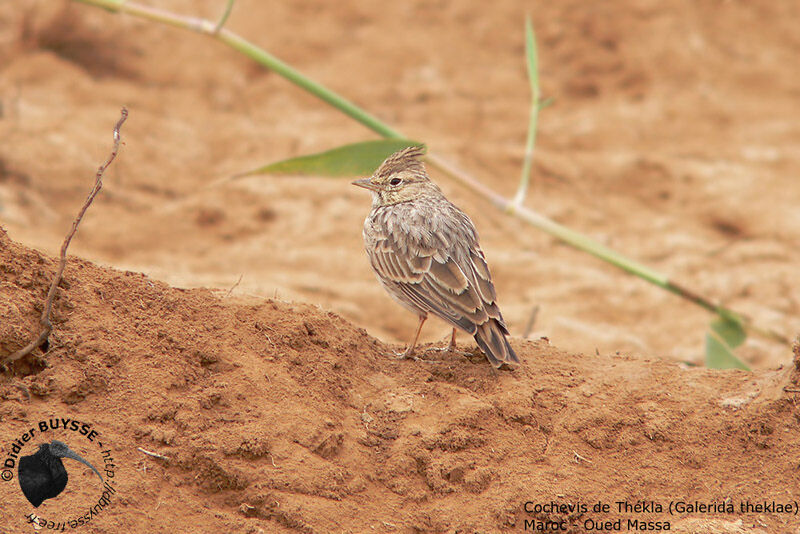 Thekla's Larkadult