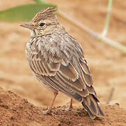 Thekla's Lark