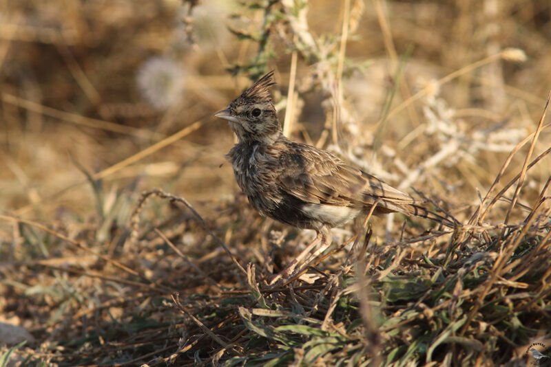 Thekla's Larkadult