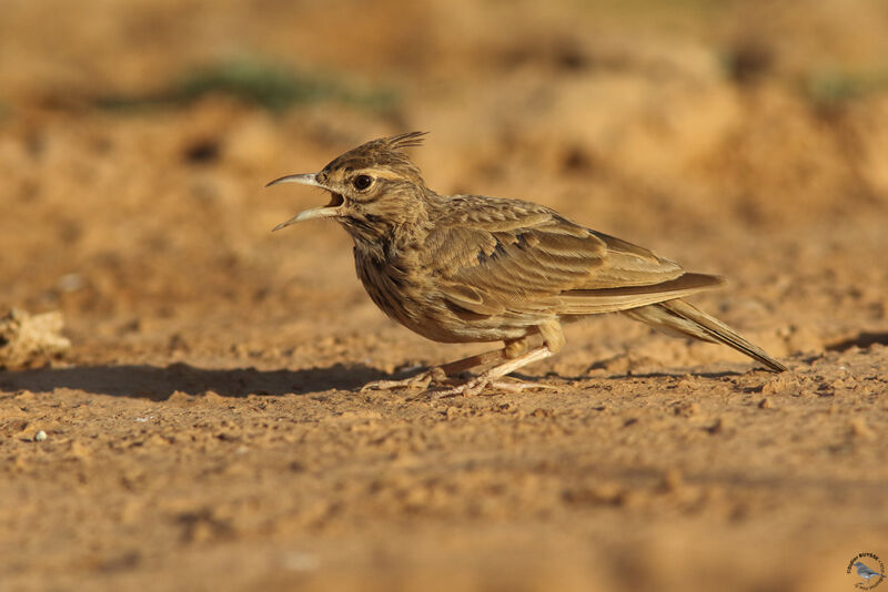 Crested Larkadult, identification