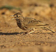 Crested Lark