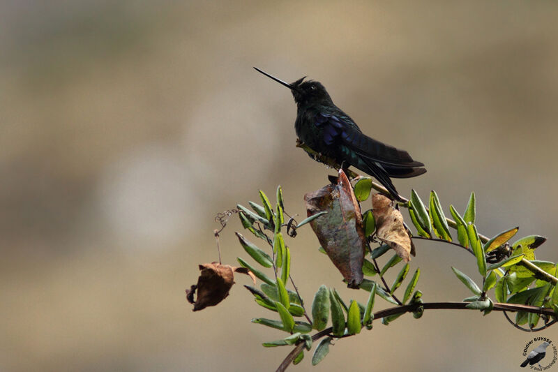 Colibri à ailes saphiradulte, identification