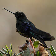 Colibri à ailes saphir