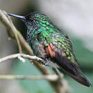 Colibri à épaulettes