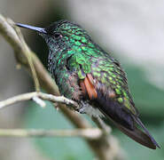 Stripe-tailed Hummingbird