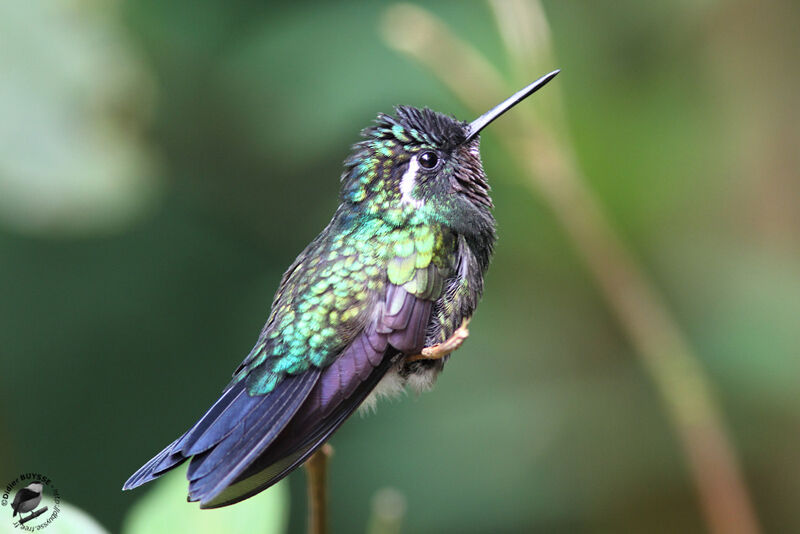 Colibri à gorge pourprée mâle adulte, identification