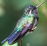 Purple-throated Mountaingem