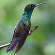 Colibri à queue bronzée