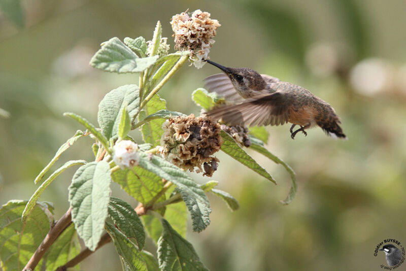 Colibri à queue courte femelle adulte, identification, Vol, régime