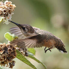 Colibri à queue courte