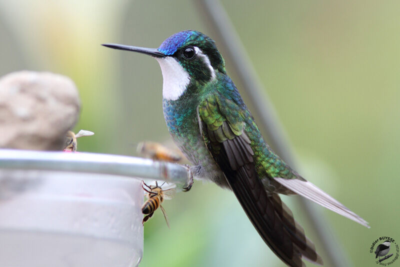 Colibri à queue grise mâle adulte, identification, régime