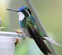 Colibri à queue grise