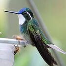 Colibri à queue grise