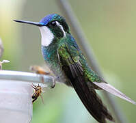 Colibri à queue grise