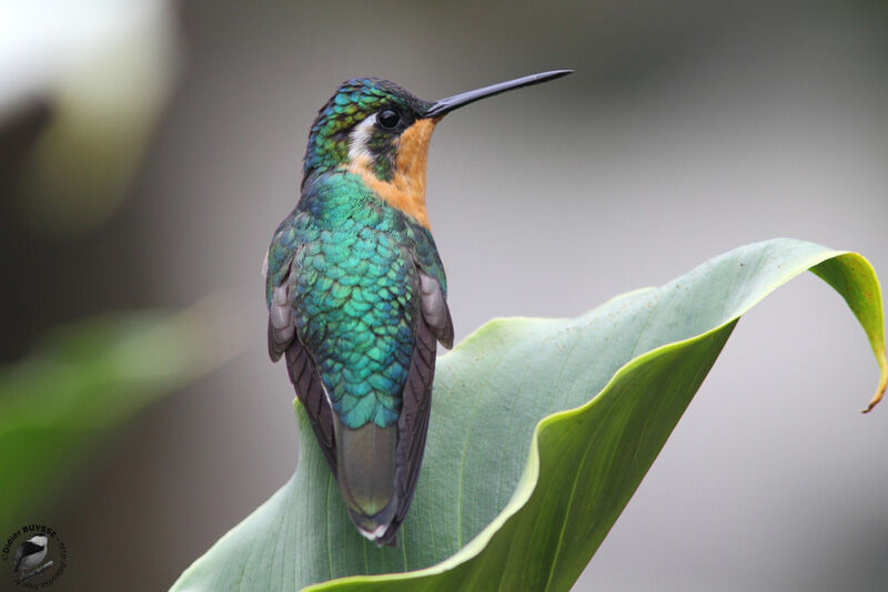 Colibri à queue grise femelle adulte, identification