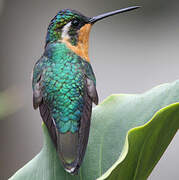 Colibri à queue grise