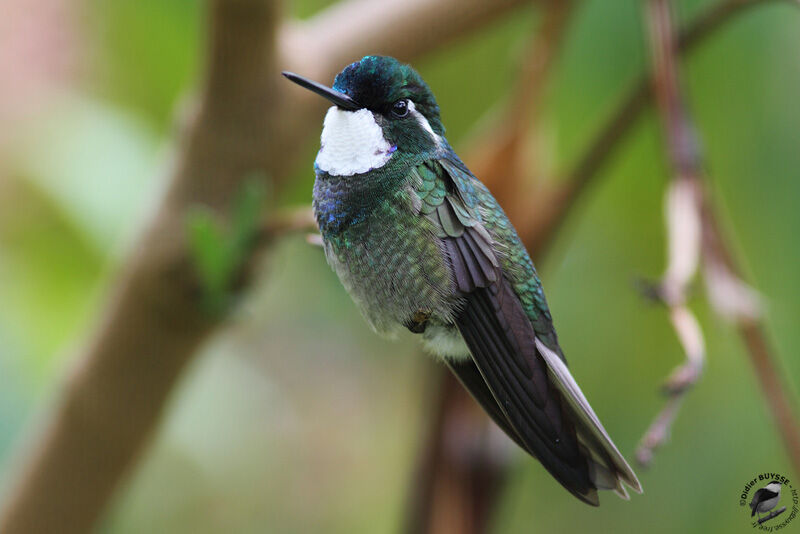 Colibri à queue grise mâle adulte, identification