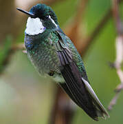 Colibri à queue grise