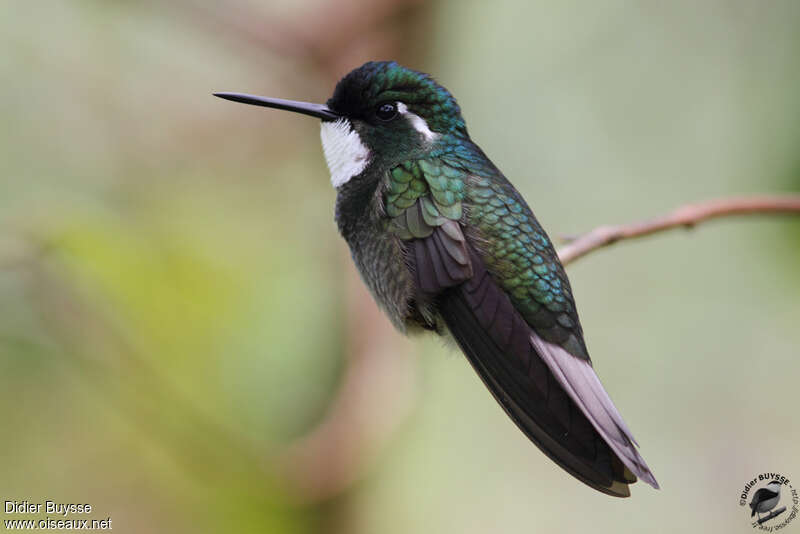 Grey-tailed Mountaingem male adult, identification