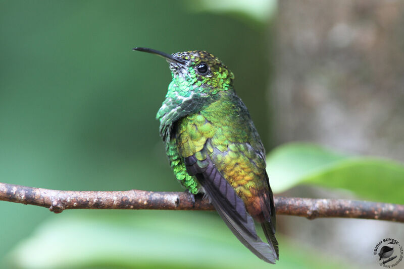 Colibri à tête cuivrée mâle, identification