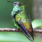 Colibri à tête cuivrée