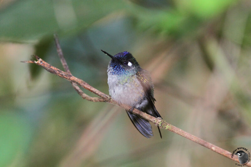 Colibri à tête violette mâle adulte, identification