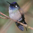 Colibri à tête violette