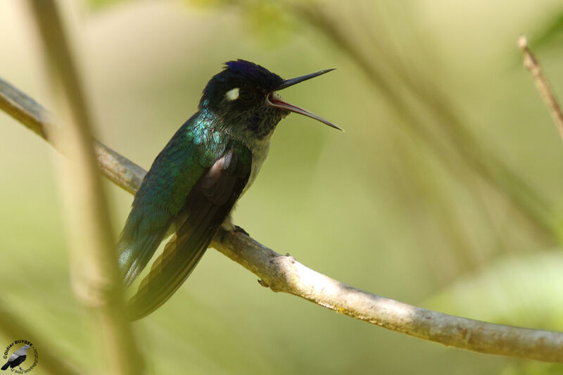 Colibri à tête violette mâle immature, identification