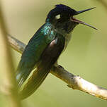 Colibri à tête violette