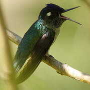 Violet-headed Hummingbird