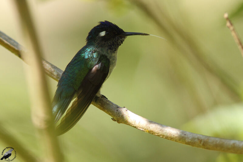 Violet-headed Hummingbird male First year, identification